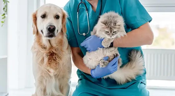 ZBB2257 Fast growing Veterinary Clinic for sale in Southern California