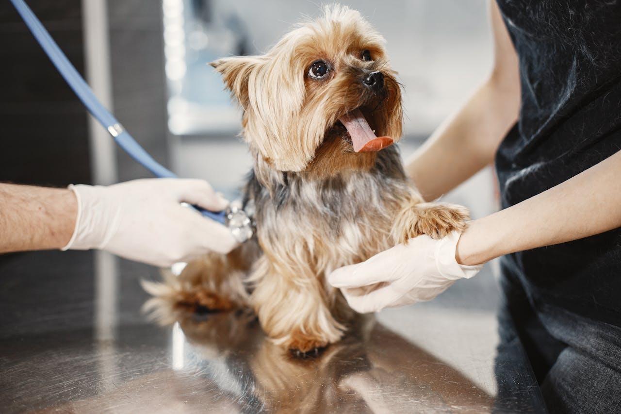 ZBB2457 Veterinary Hospital for sale in Riverside, California
