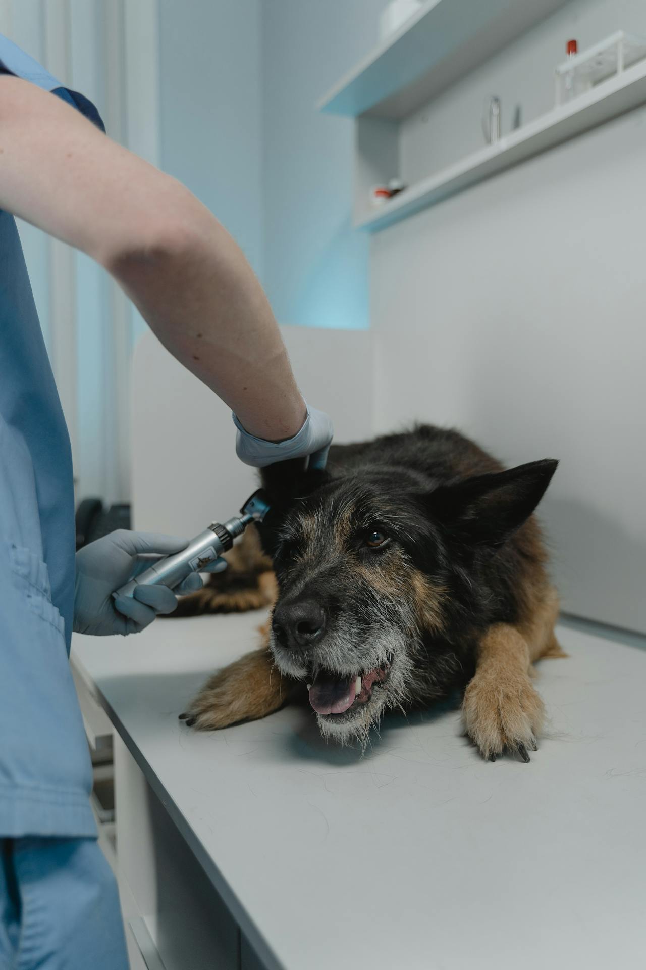 ZBB2478 Pet Clinic near Norwalk area established for 30 Years