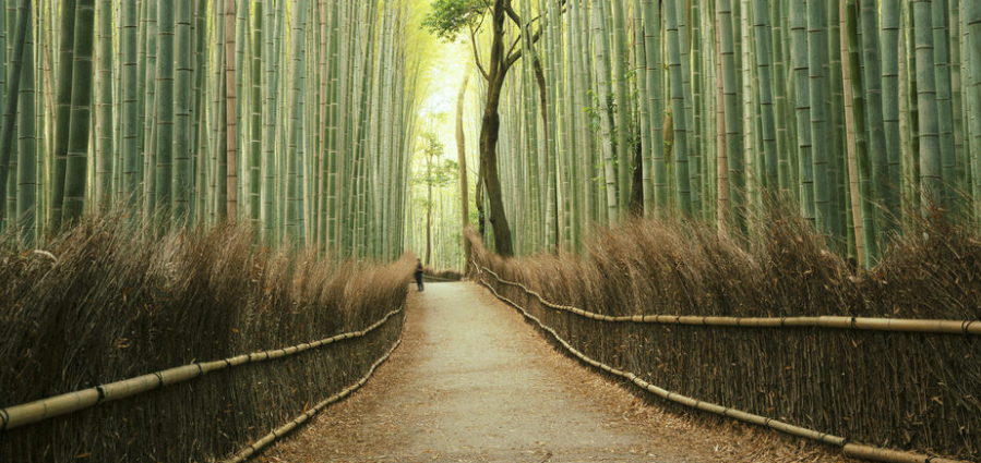 ZBB2467 Psychotherapy for mental health, addiction & long-term recovery